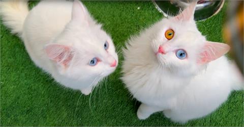 直擊土耳其「異色瞳」珍稀梵貓　有錢買不到！最高身價1隻800萬美金