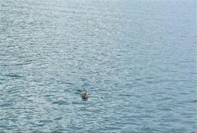 超驚喜！日月潭驚見山羌游泳　遊艇船長：10年來第一次