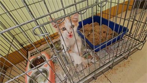 貓狗認養率、死亡率居冠！　屏東「動物之家」盼加蓋房舍
