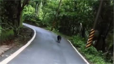 野豬騎士來囉？男騎單車遭野豬狂追　嘆：解鎖另類經驗