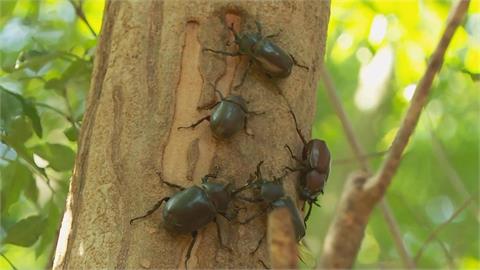 生態奇觀！　彰化生態園區千隻獨角仙　「活力十足」超親人