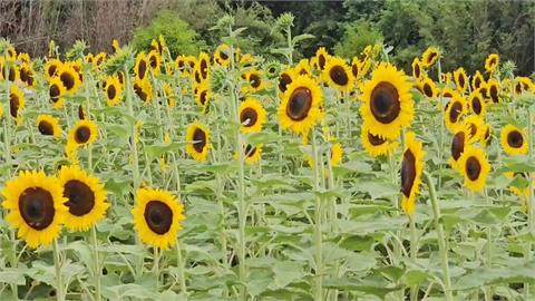 採收期遇颱風！　桃園水蜜桃農急加強防護　向日葵推特惠價