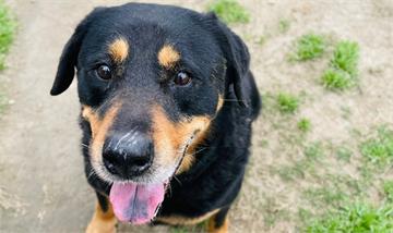 鼓勵領養代替購買！桃園動保園區認養犬貓享免費傳染病預防措施、遺體火化服務