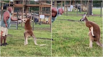 疑想和袋鼠玩耍打鬧　他闖動物農場柵欄慘遭暴力毆死