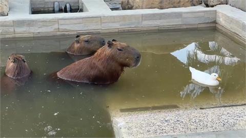 竹市育兒農場未取得許可展演　依動保法裁處7次遭罰125萬