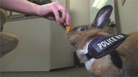北加州尤巴警局新生力軍！　兔兔「波西」負責療癒人心