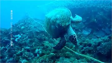 海龜慘遭漁網纏繞致死！潛水地違規擺流刺網成安全隱憂
