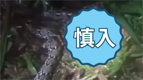 41歲婦人深夜失蹤！夫摸黑找人驚見「妻遭巨蟒活吞」半身卡蛇嘴裡慘死模樣曝