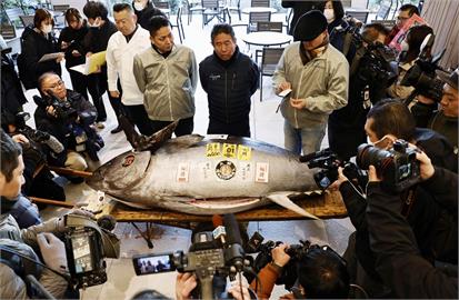 快新聞／史上次高！日本豐洲市場黑鮪首拍4337萬　捕獲漁民：肥的像頭牛