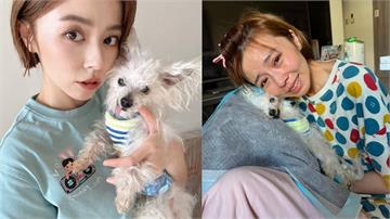 王瞳痛失摯愛！12歲愛犬「哈嚕」離世 淚喊：去找艾成爸比