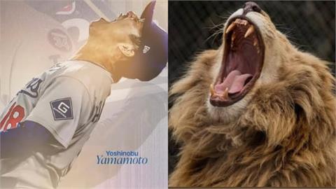 MLB/從辛巴變獅子王!山本由伸奪冠怒吼、在大谷眼中進化成「拴不住的猛獸」