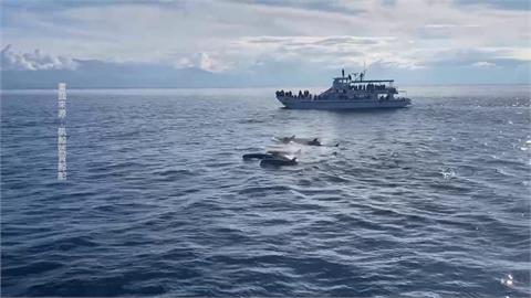 罕見！宜蘭海域「百隻偽虎鯨」集體出沒　賞鯨船遊客樂瘋