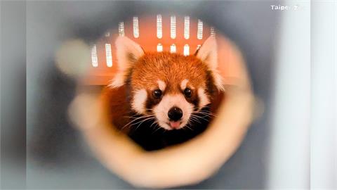 快新聞／日本小貓熊「茜茜」抵台入厝！　台北動物園透露「見面時間點」