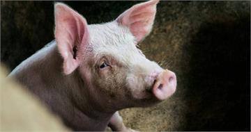 首例豬瘟震撼台灣！農業部追查用藥黑幕　豬農坦承自行研判注射