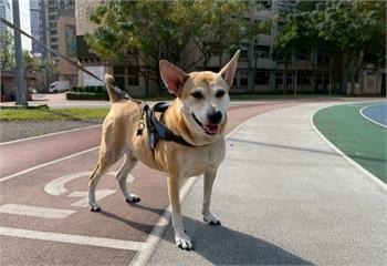 江翠國小校犬情緒波動　新北動保處解讀「妞妞」內心真相大白