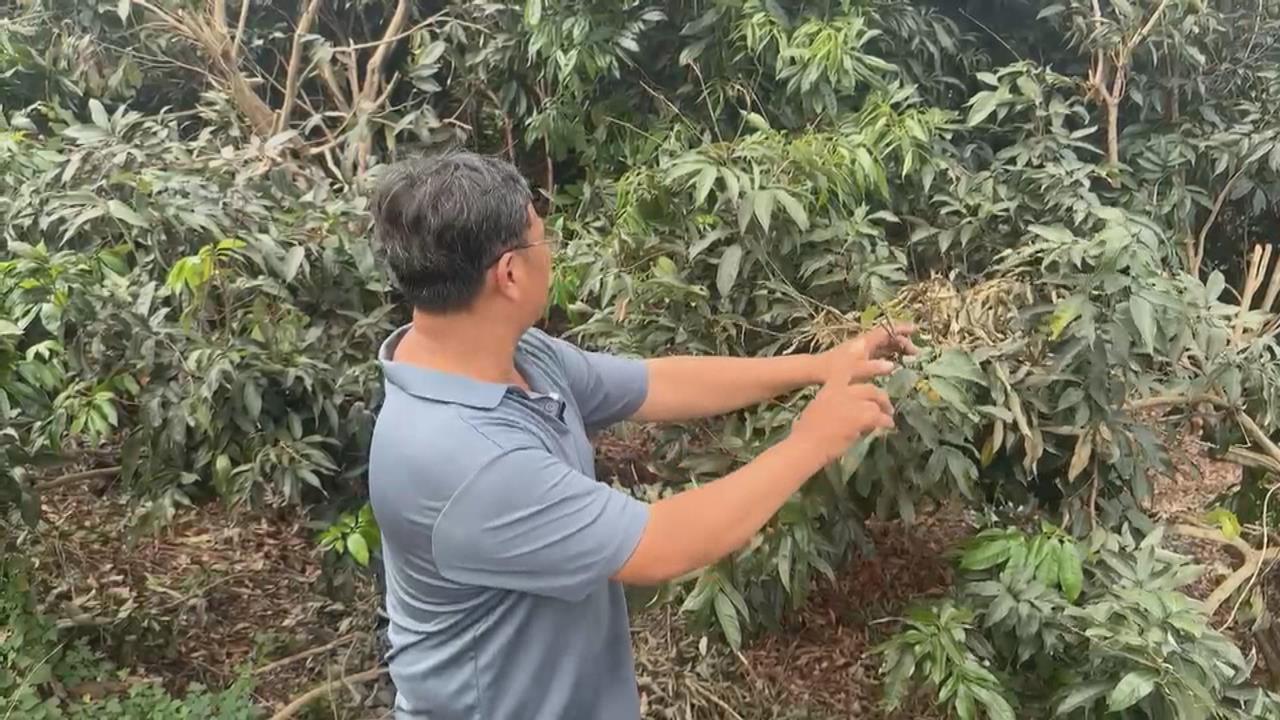高雄玉荷包採收前夕連續遭竊! 果農心痛:損失慘重