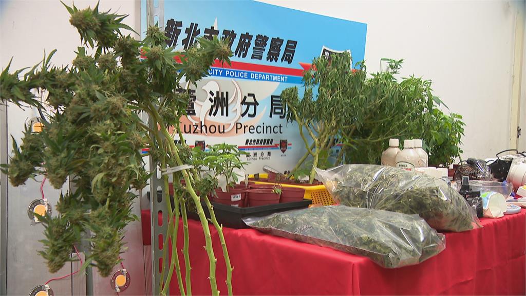 毒蟲租豪宅當毒工廠 1kg大麻成品市價150萬