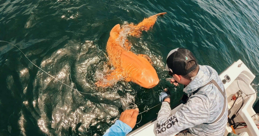 全球首見！科學家發現亮橘色鯊魚　罕見基因突變造就「錦鯉系掠食者」