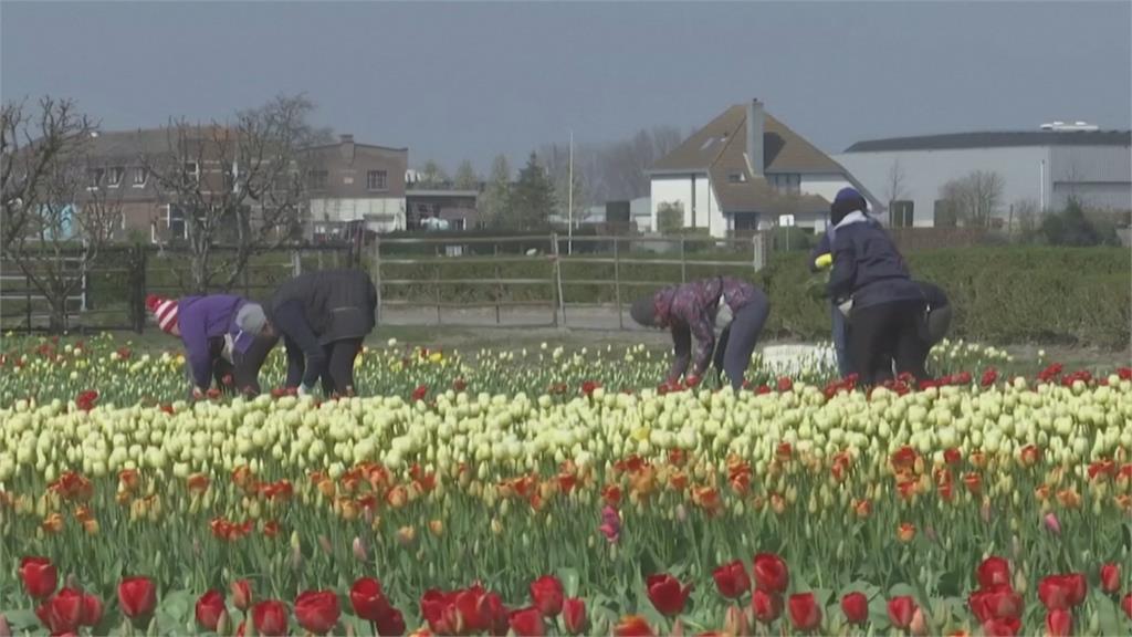 武漢肺炎肆虐鬱金香滯銷 荷蘭農損逾1600億台幣