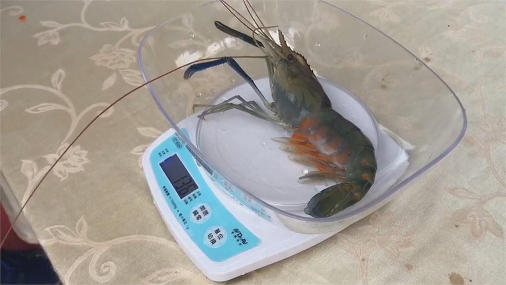 有得吃有得玩！屏東潮州「賽神蝦」今年冠軍神蝦出爐 重達271公克