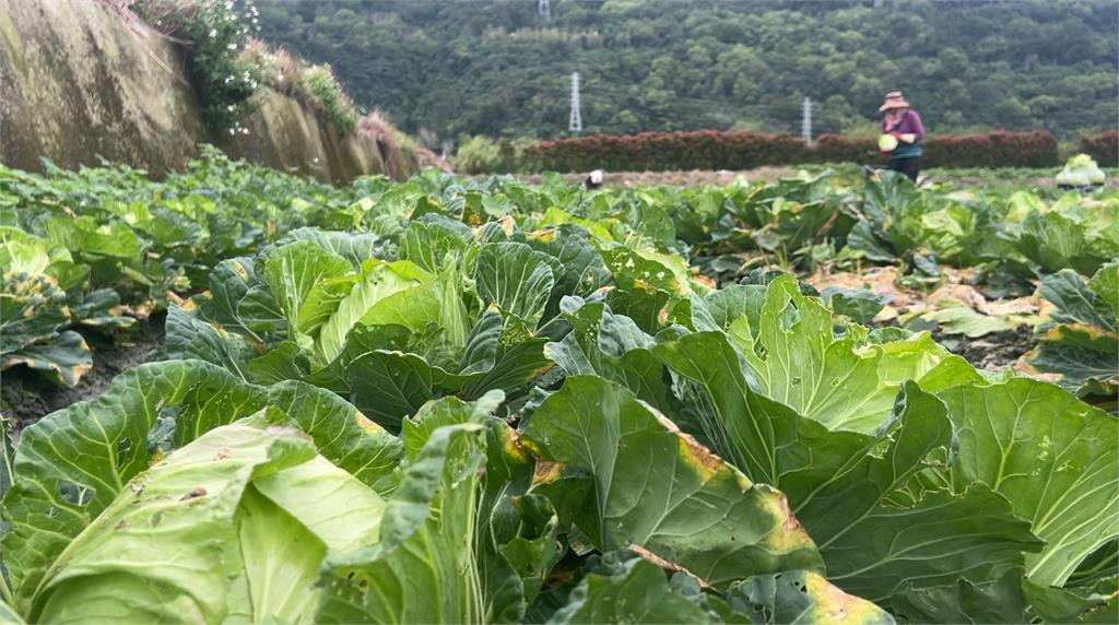 有玩又有得拿！　花蓮高麗菜田　　開放民眾自採"銅板價"