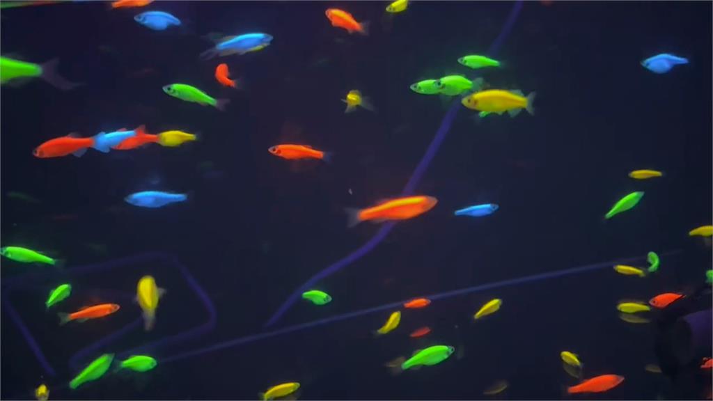 台灣趴趴走／水裡的魚居然會發光？領先美國的「螢光神仙魚」基改技術！
