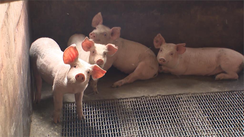 小坵死豬排除非洲豬瘟 廚餘養豬一週內退場
