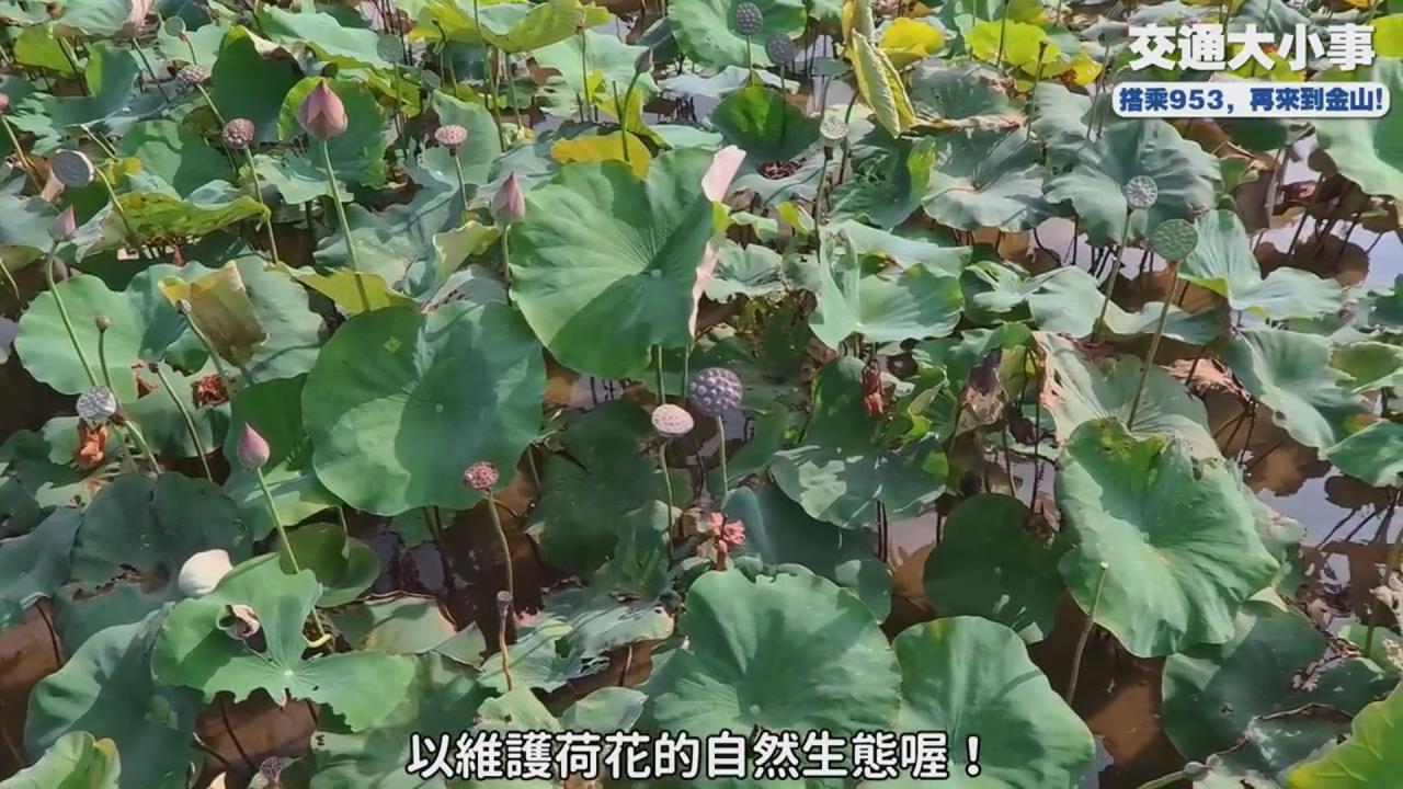 金山賞花秘境錯過等一年　公車達人帶路到濕地賞荷