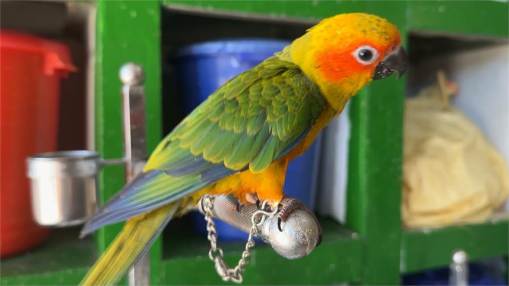 １２隻高價鸚鵡不翼而飛！　高雄鳥園遭賊闖　損失高達１７萬