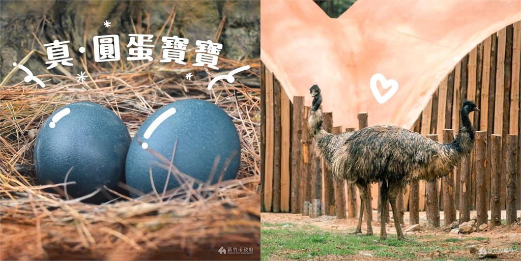 快新聞／寶藍色的蛋！林智堅秀動物園新生命 另類圓蛋寶寶