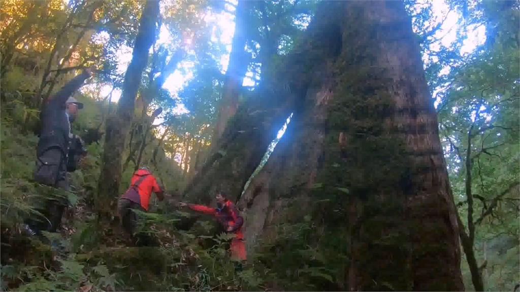 樹齡逾千年！百棵原始紅檜巨木群現蹤
