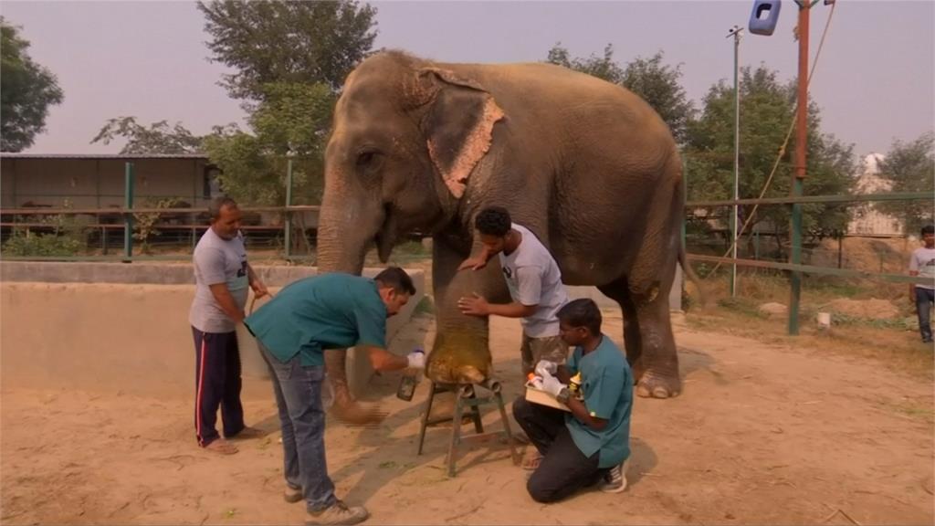 印度首間大象醫院 為受傷大象療傷撫平創傷