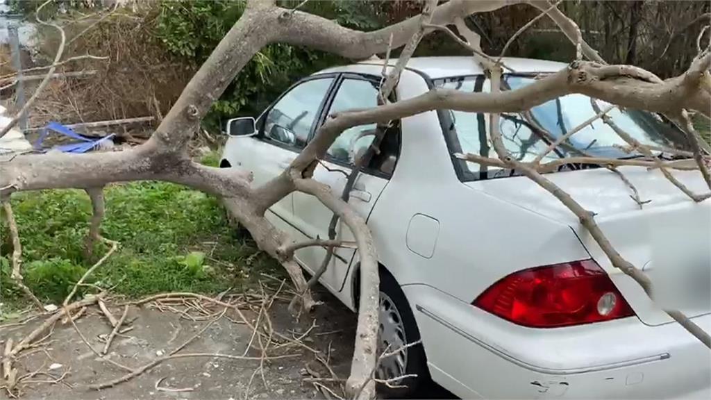 台東八級強風 枯樹不敵風吹倒下砸車頂