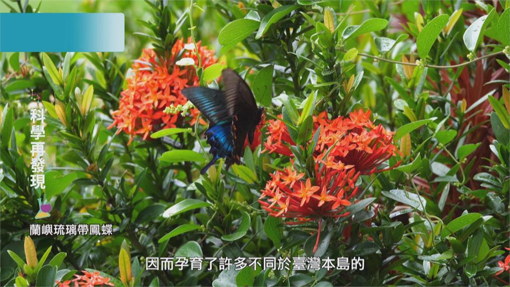 福爾摩沙之美　發現蝴蝶的奧妙