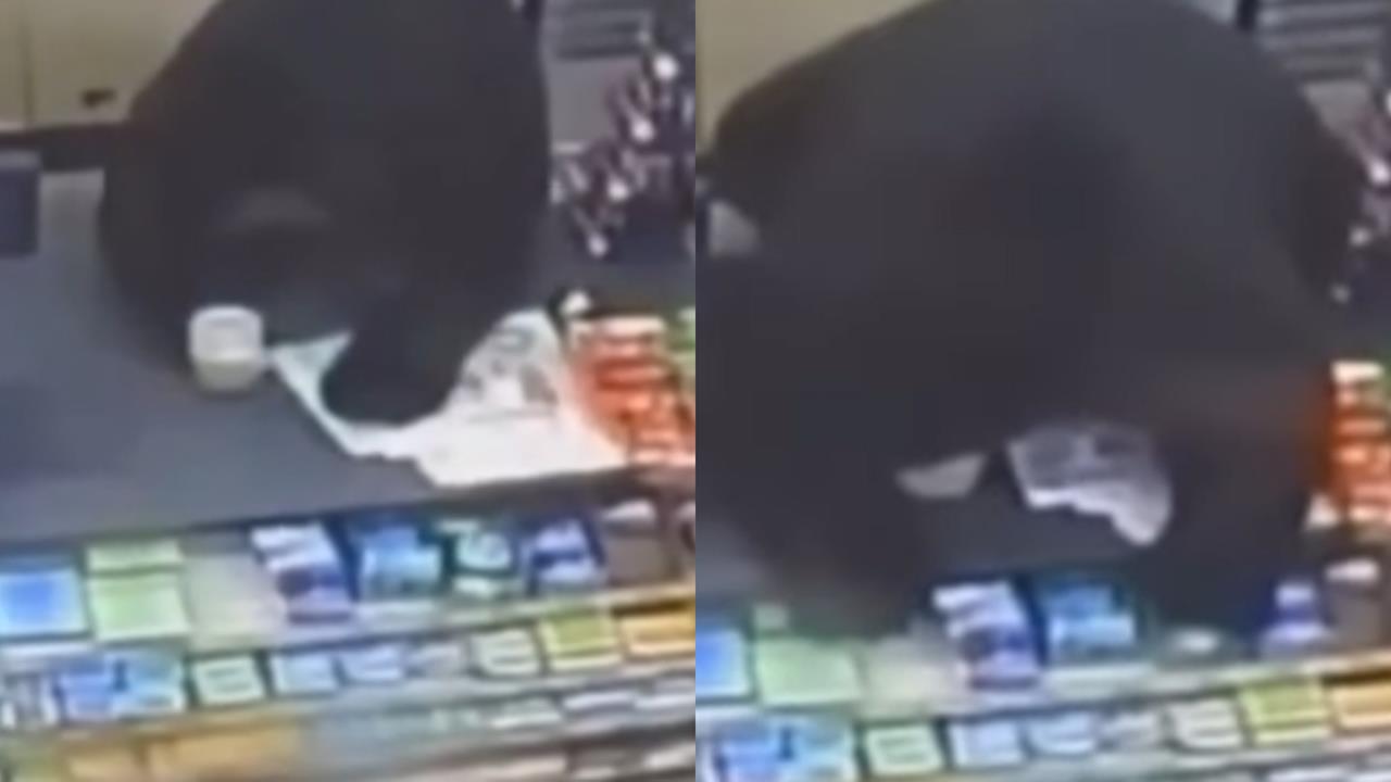 11歲男童遭黑熊瘋狂追殺進商店！「距離我只有1英尺」尖叫逃生畫面曝光