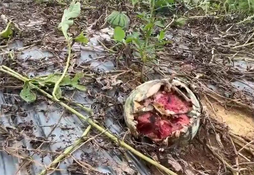 大雨狂灌!桃園43公頃瓜果田災損 農業局出手減輕損失