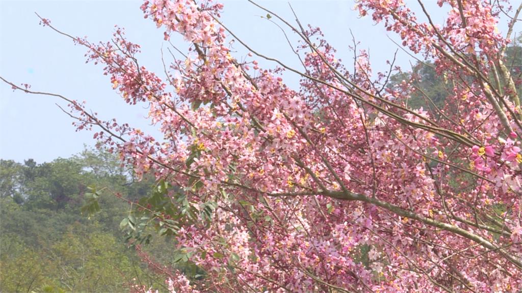 美濃賞花祕境看這裡！ 全台最大花旗木花海盛開