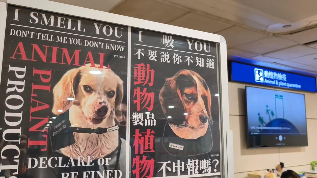反差萌! 海報神情凶狠喊"I 吸YOU" 桃機檢疫犬日本爆紅