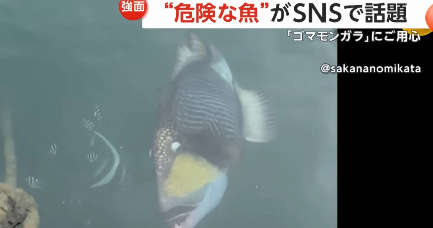 比鯊魚更可怕？褐擬鱗魨影片瘋傳　潛水族群陷恐慌