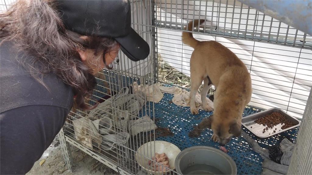 賣房籌措經費　林曉河狗園收容逾700隻流浪貓犬