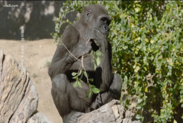 全球首例！加州動物園猿猴施打動物用疫苗