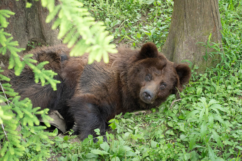 北市動物園：棕熊「小喬」恢復元氣　6/28後見
