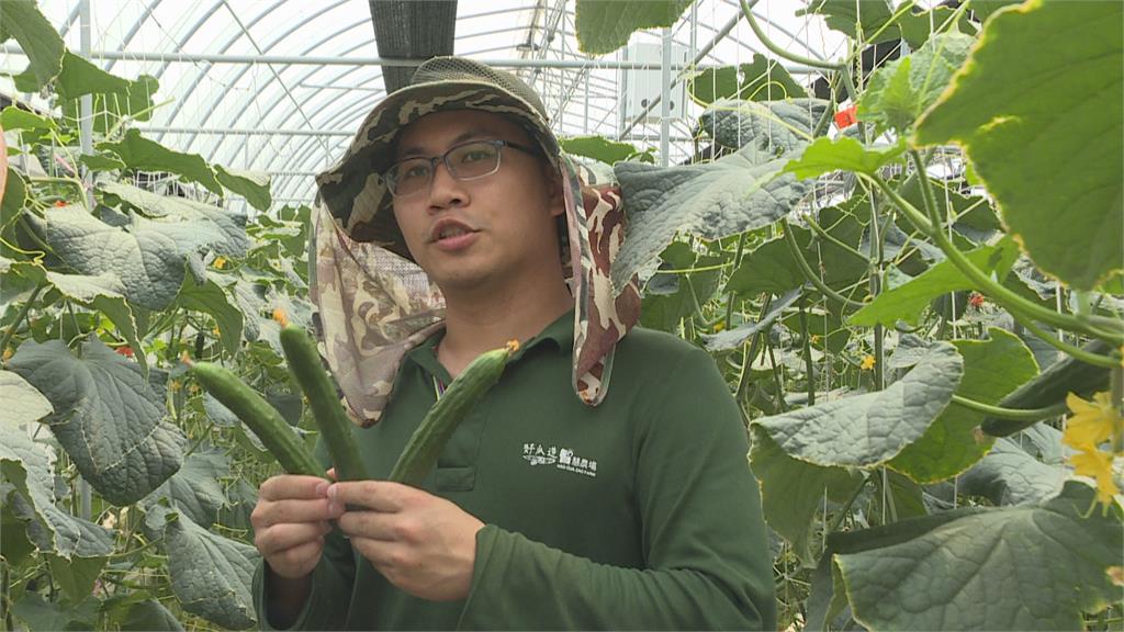 科技種小黃瓜更美味 31歲青農奪百萬獎金