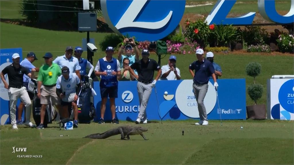 PGA蘇黎世菁英賽遭鱷魚亂入　球員暫停比賽等牠過