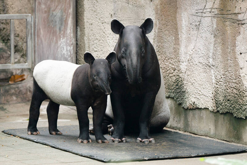 北市動物園馬來貘"莉姆路"長大了! 從小西瓜變180公斤
