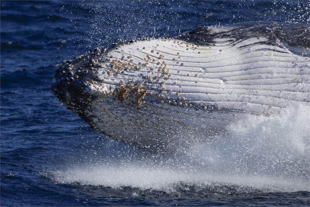 鯨魚也愛乾淨！座頭鯨海底「洗澡過程」全被拍下　專家曝：為除去這生物