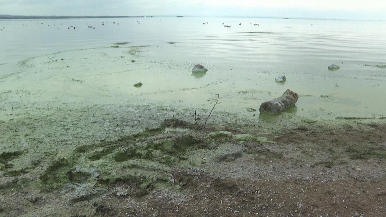 英國最大湖「內伊湖」藻華嚴重　藍綠藻覆蓋湖面飄惡臭