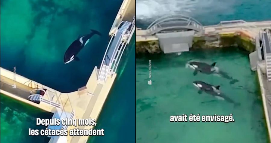 悲鳴！水族館關門4個月　虎鯨海豚遭遺棄「腐爛池」自生自滅！