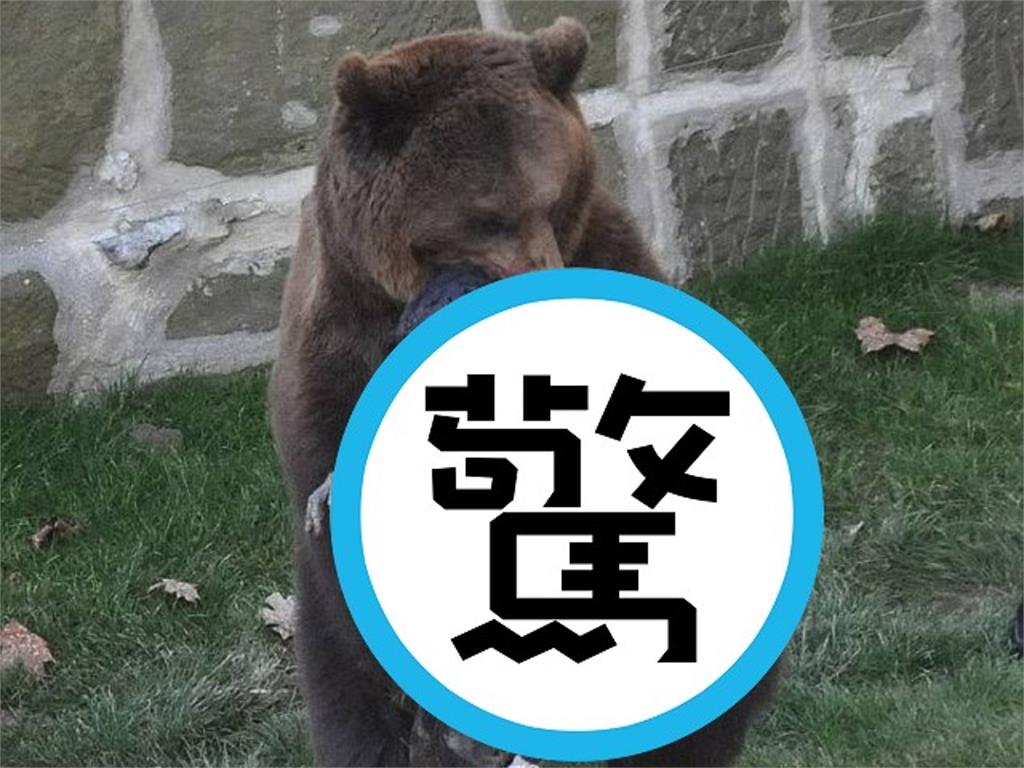 挑釁鬣狗事件早有前例！男跳入動物園棕熊欄舍　震撼血腥撕咬畫面曝光
