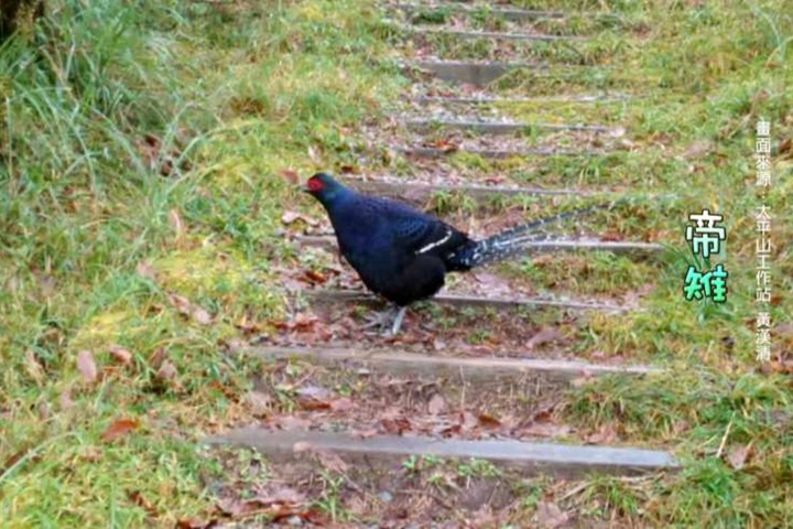 「國鳥」帝雉復育有成 太平山驚喜現身